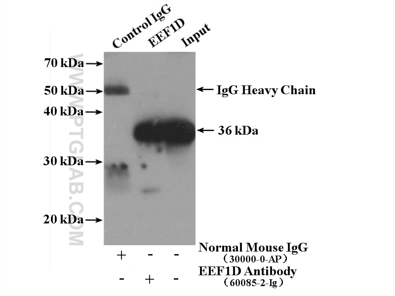 IP experiment of MCF-7 using 60085-2-Ig (same clone as 60085-2-PBS)