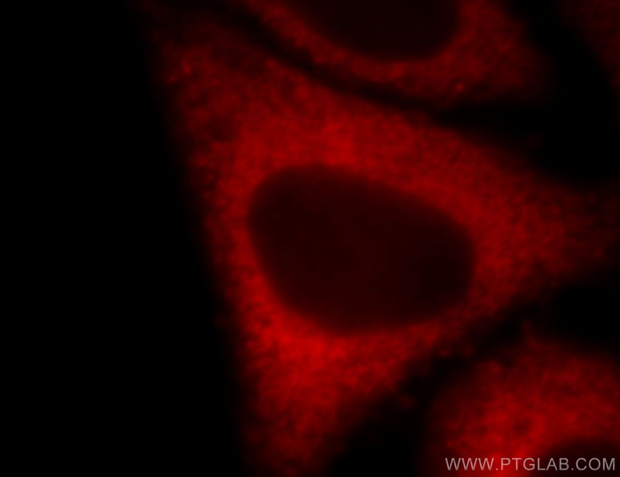 IF Staining of HepG2 using 20107-1-AP