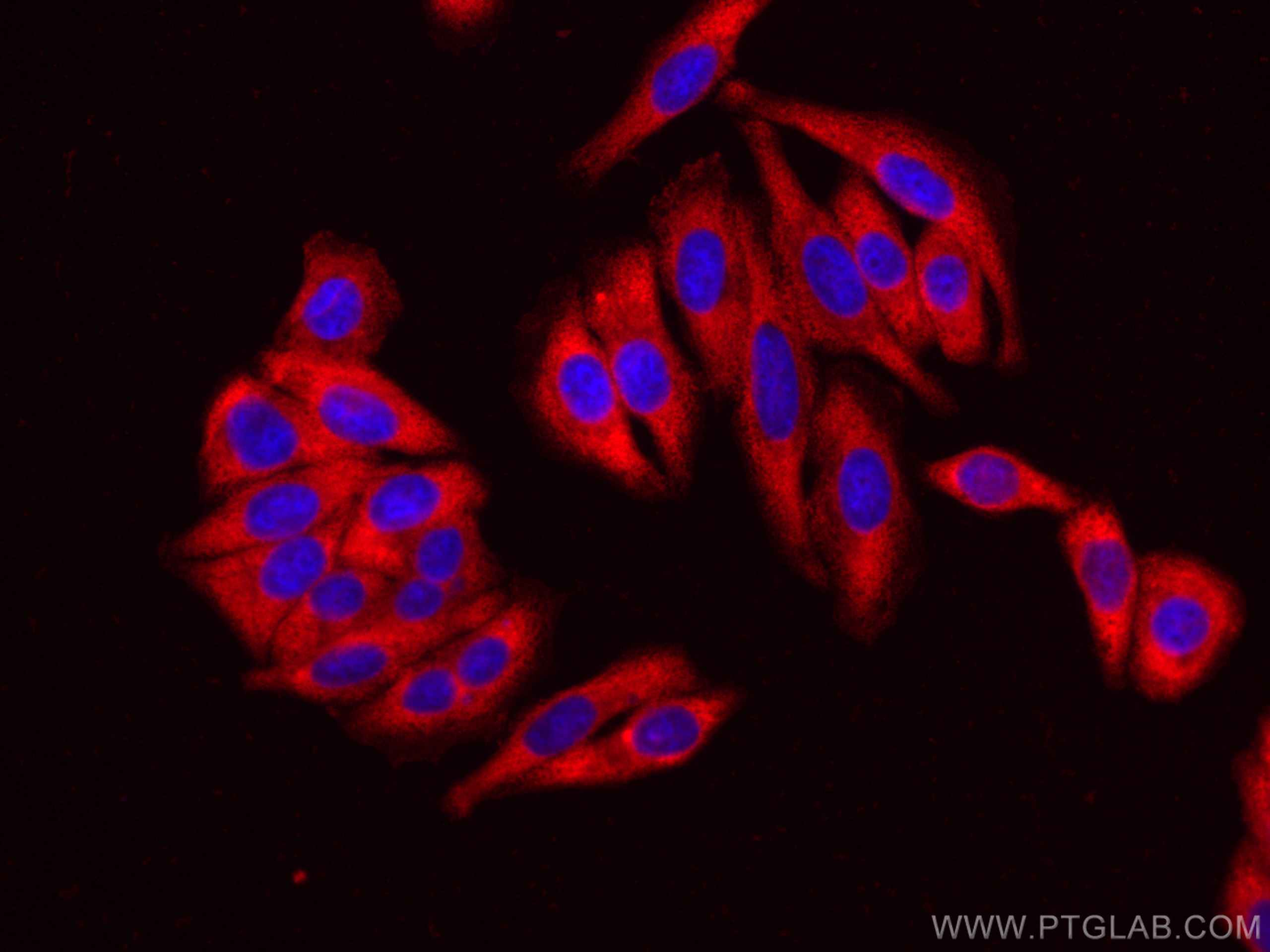 IF Staining of HepG2 using CL594-67550