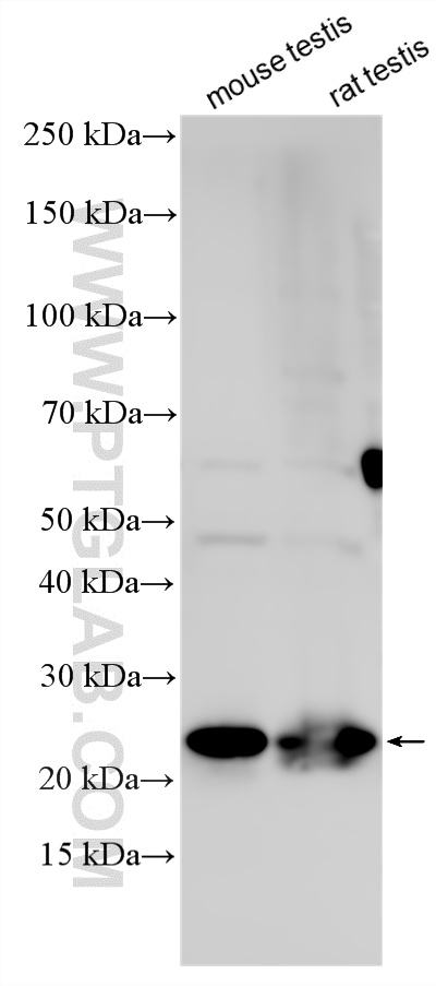 Various lysates were subjected to SDS PAGE followed by western blot with 17276-1-AP (EFCAB1 antibody) at dilution of 1:1000 incubated at room temperature for 1.5 hours. WB analysis using 17276-1-AP