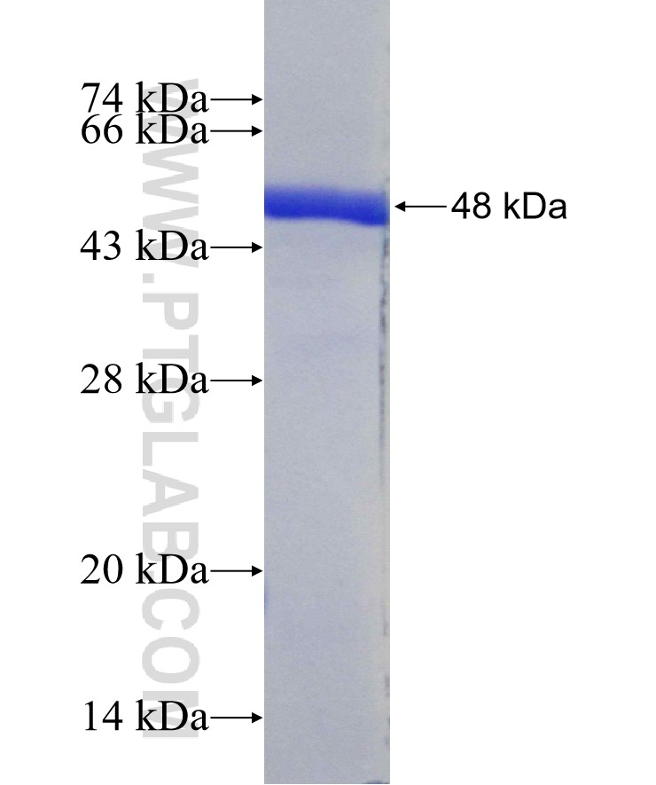EFCAB2 fusion protein Ag18372 SDS-PAGE