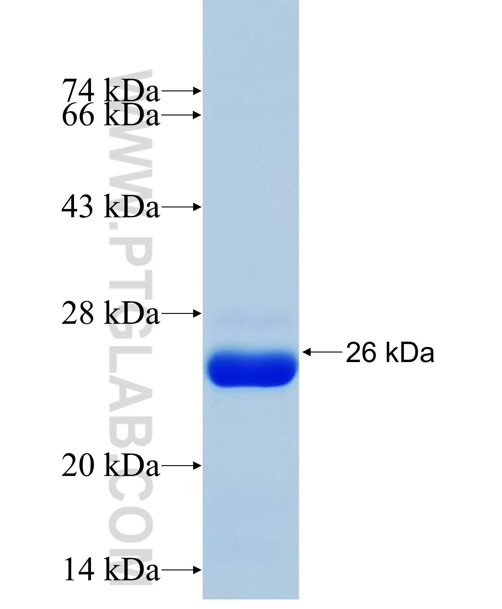 EFCAB2 fusion protein Ag18555 SDS-PAGE