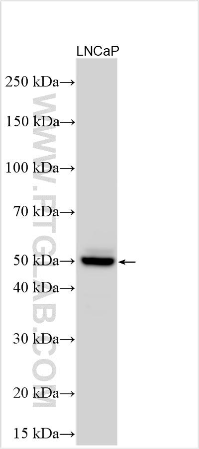 WB analysis using 32115-1-AP
