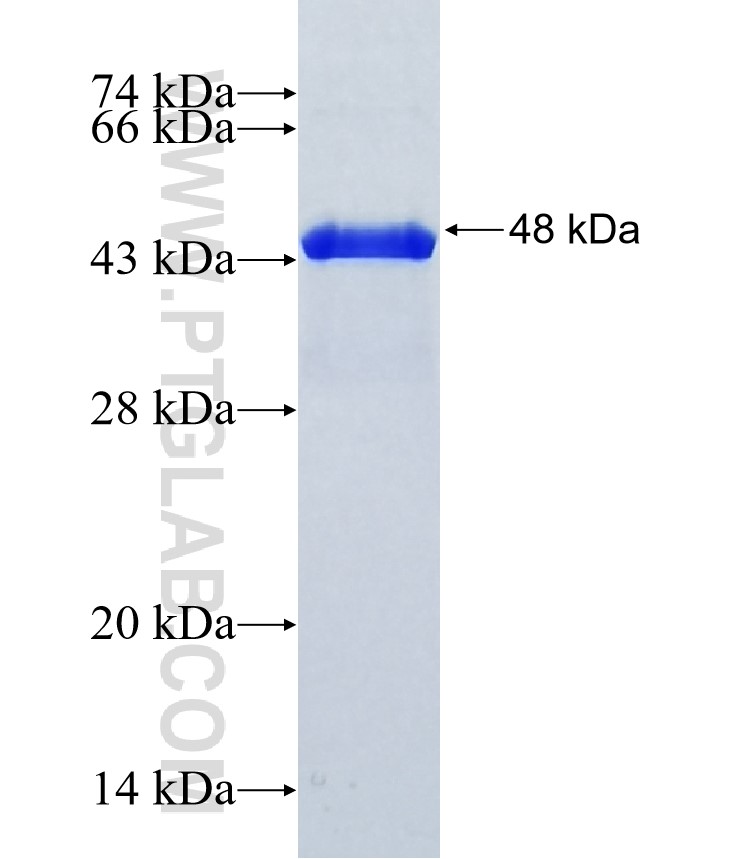EFCAB4A fusion protein Ag37031 SDS-PAGE