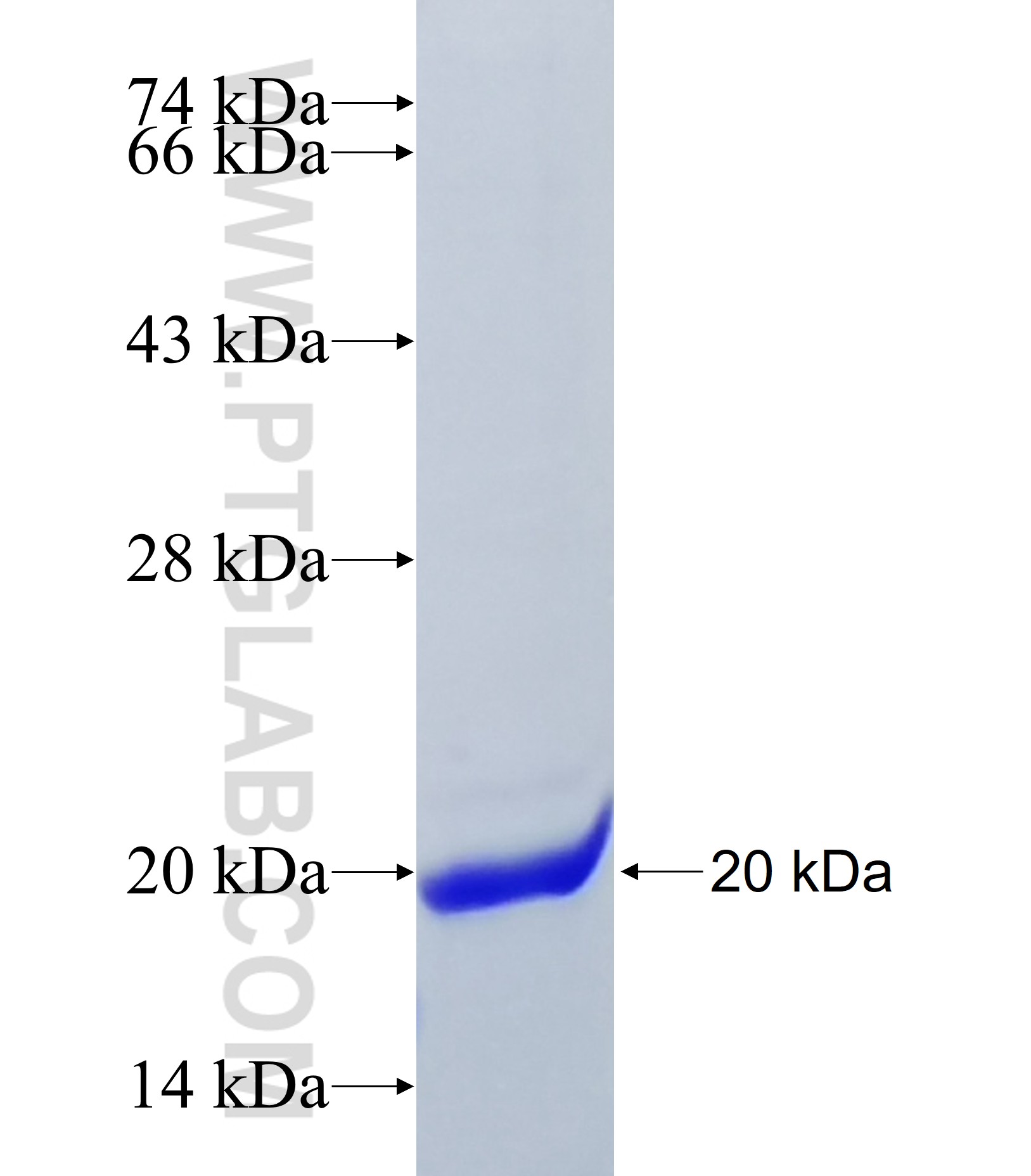 EFHA1 fusion protein Ag34730 SDS-PAGE