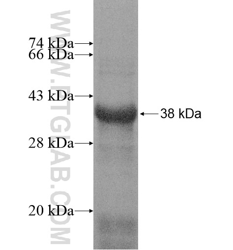 EFHA1 fusion protein Ag14830 SDS-PAGE