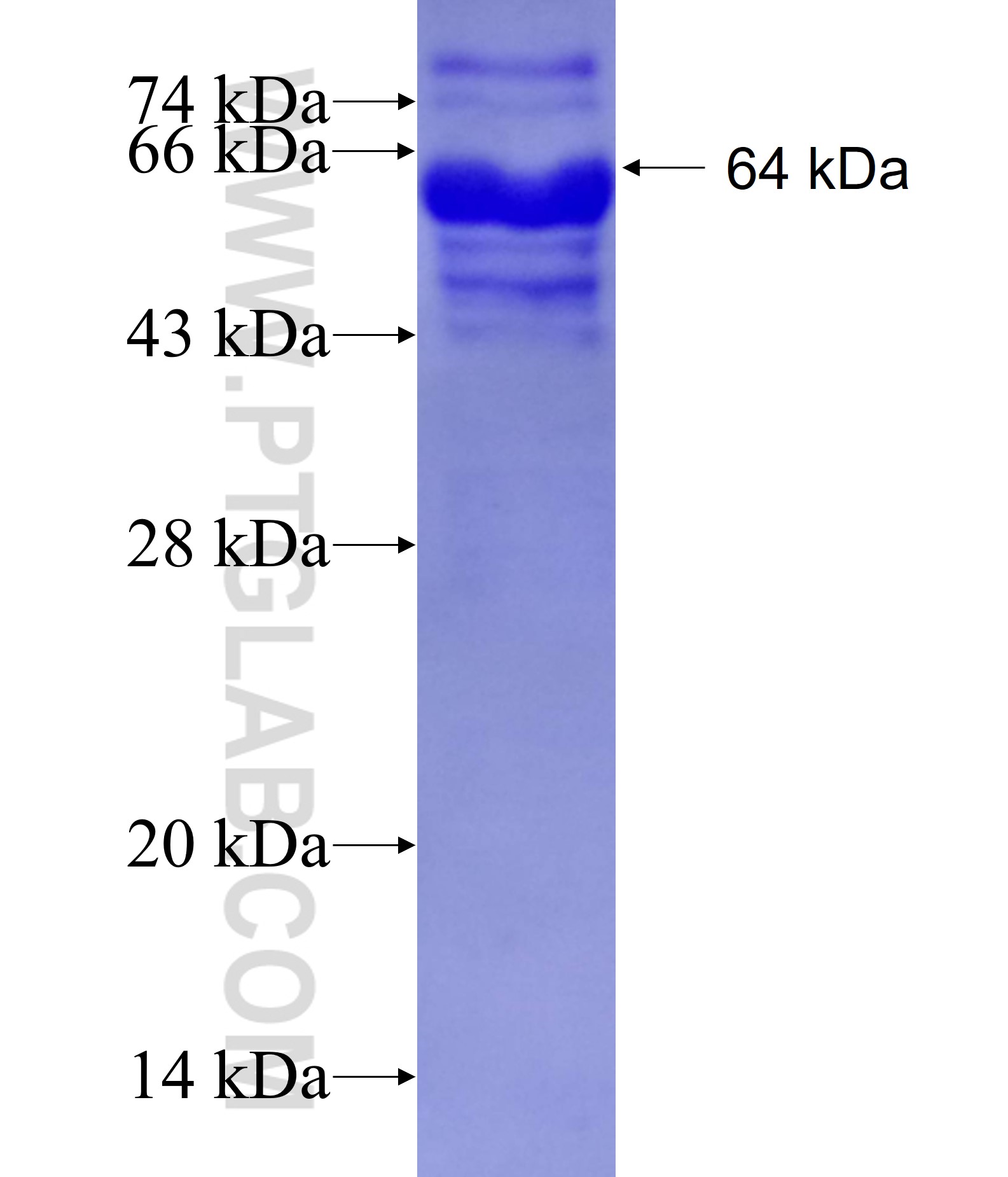 EFHC1 fusion protein Ag2048 SDS-PAGE