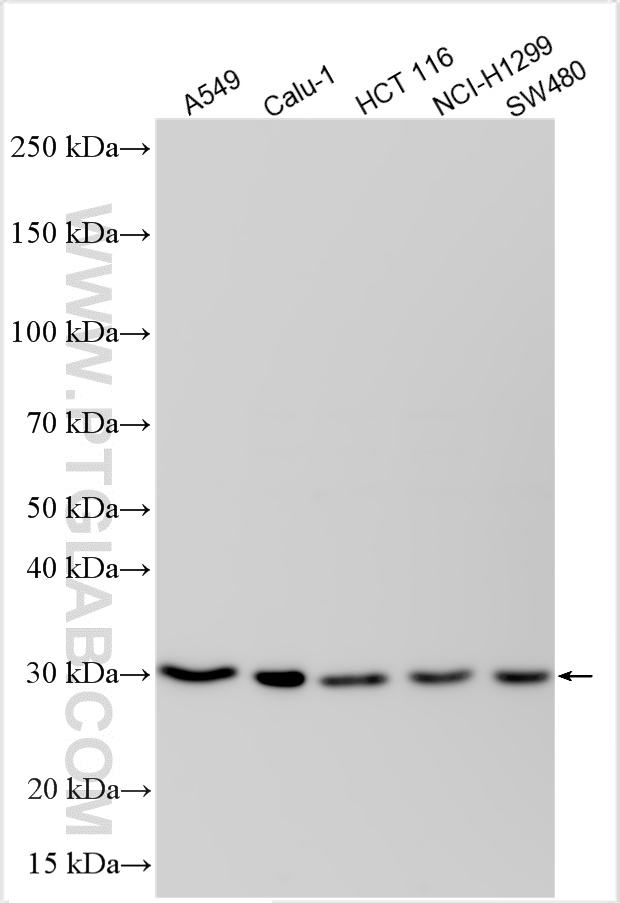 WB analysis using 31624-1-AP