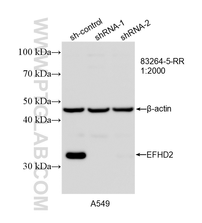 WB analysis of A549 using 83264-5-RR WB analysis of A549 using 83264-5-RR