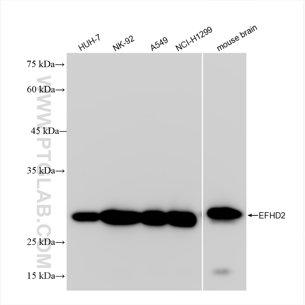 WB analysis using 83264-6-RR