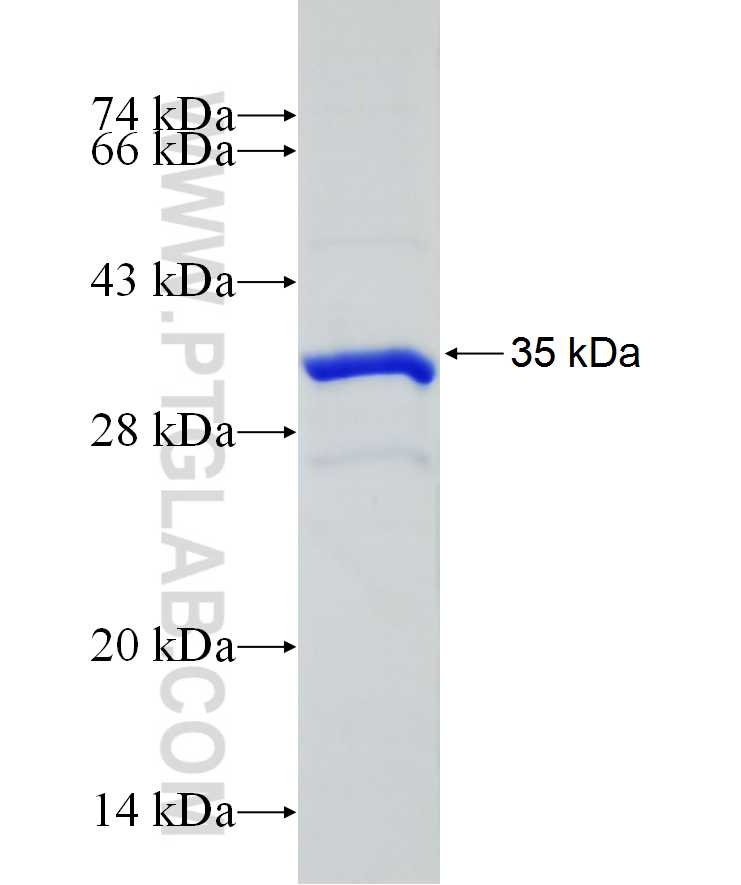 EFNA3 fusion protein Ag29728 SDS-PAGE