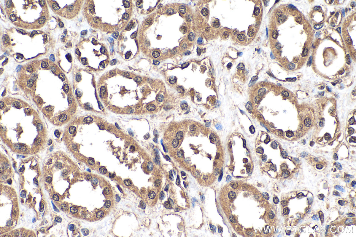 IHC staining of human kidney using 12999-1-AP