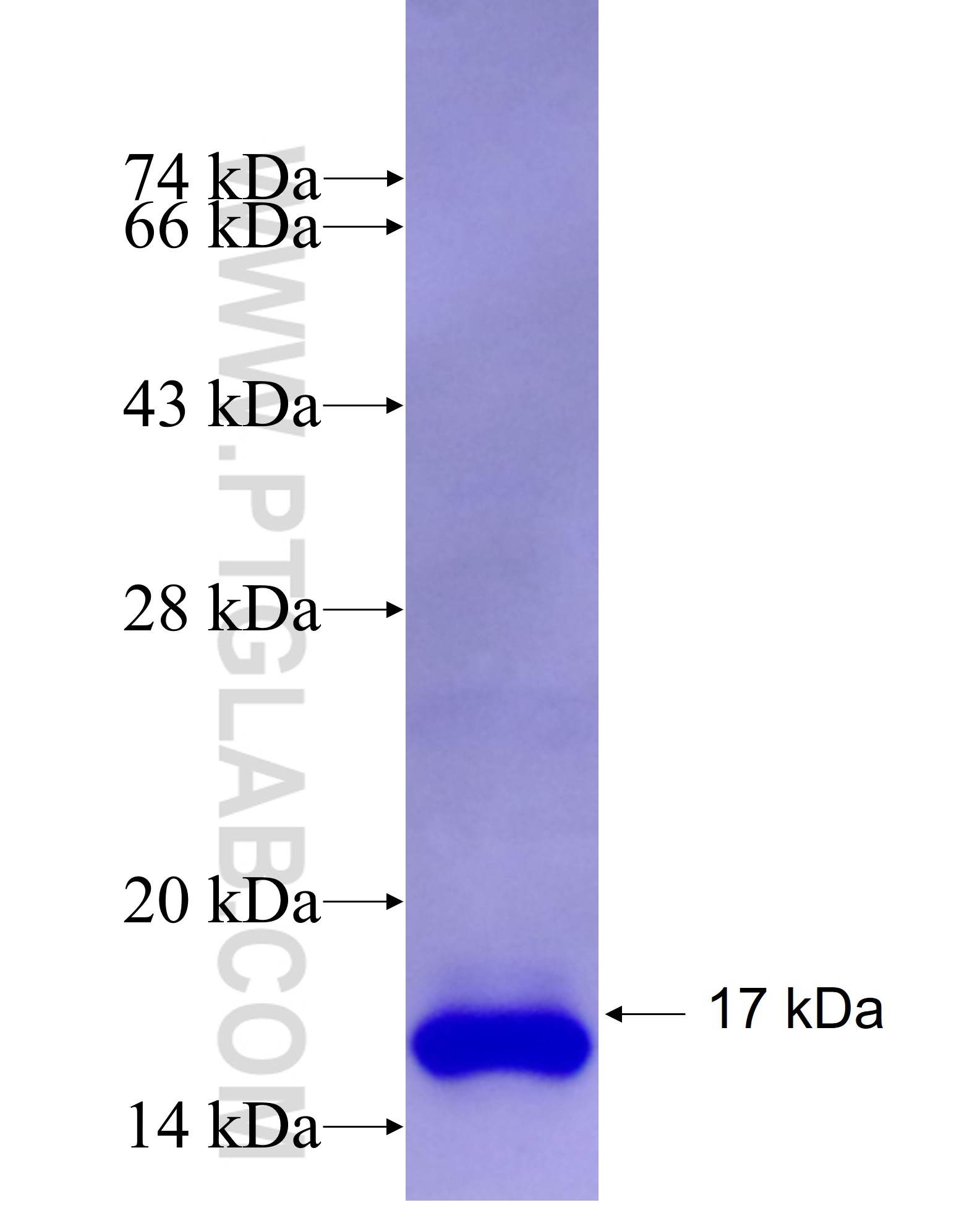 EFNB1 fusion protein Ag26615 SDS-PAGE EFNB1 fusion protein Ag26615 SDS-PAGE