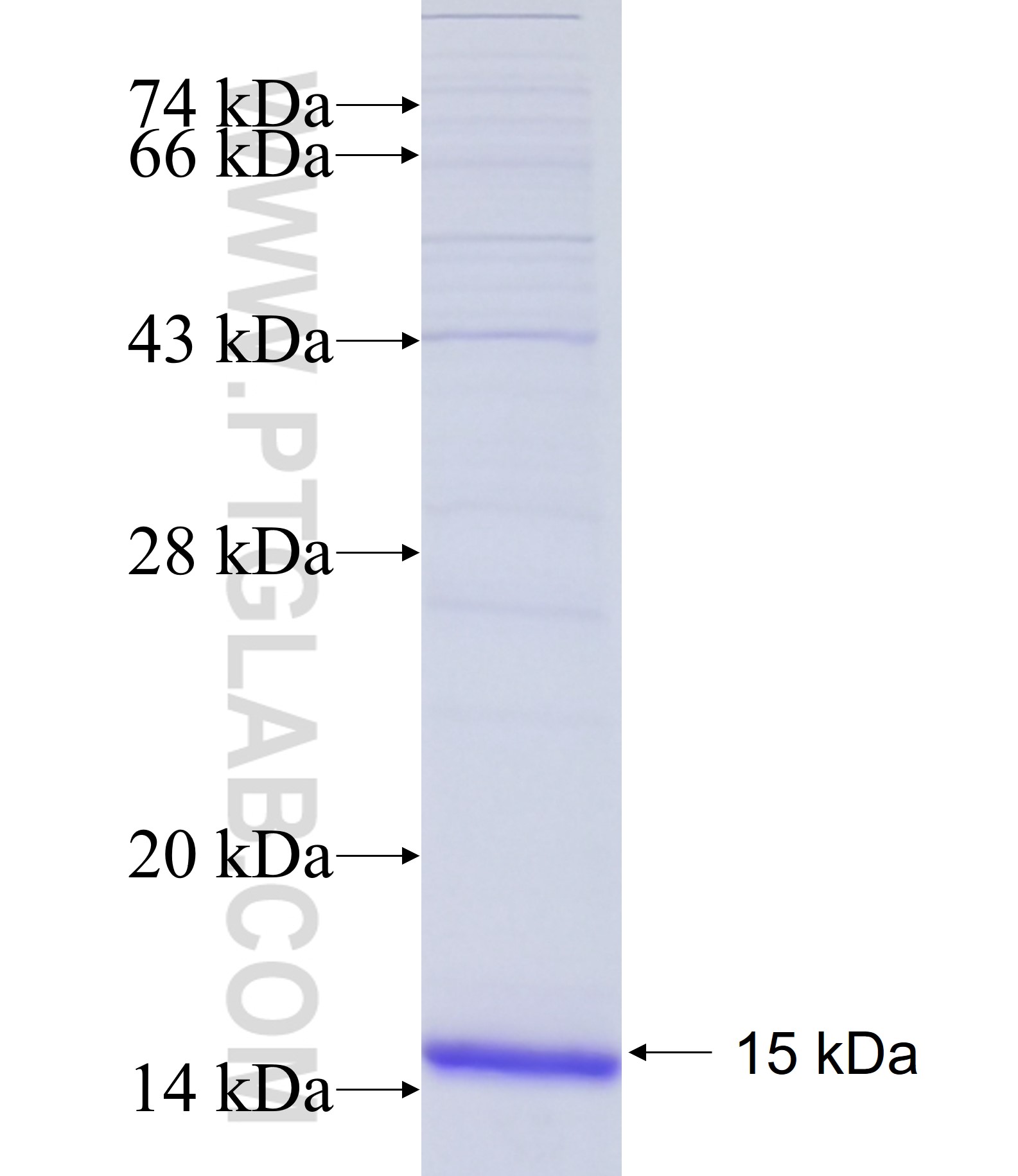 EFNB2 fusion protein Ag24842 SDS-PAGE EFNB2 fusion protein Ag24842 SDS-PAGE
