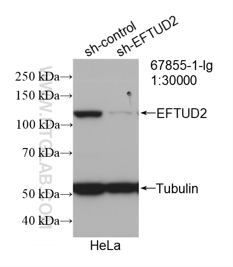 WB analysis of HeLa using 67855-1-Ig (same clone as 67855-1-PBS)