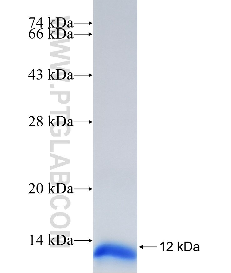 EGF fusion protein Ag33462 SDS-PAGE EGF fusion protein Ag33462 SDS-PAGE