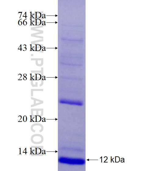 EGF fusion protein Ag17658 SDS-PAGE