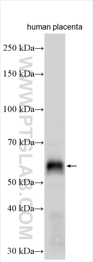 WB analysis using 24748-1-AP