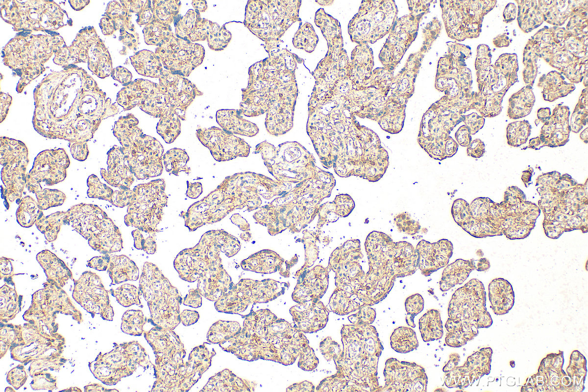 IHC staining of human placenta using 26661-1-AP