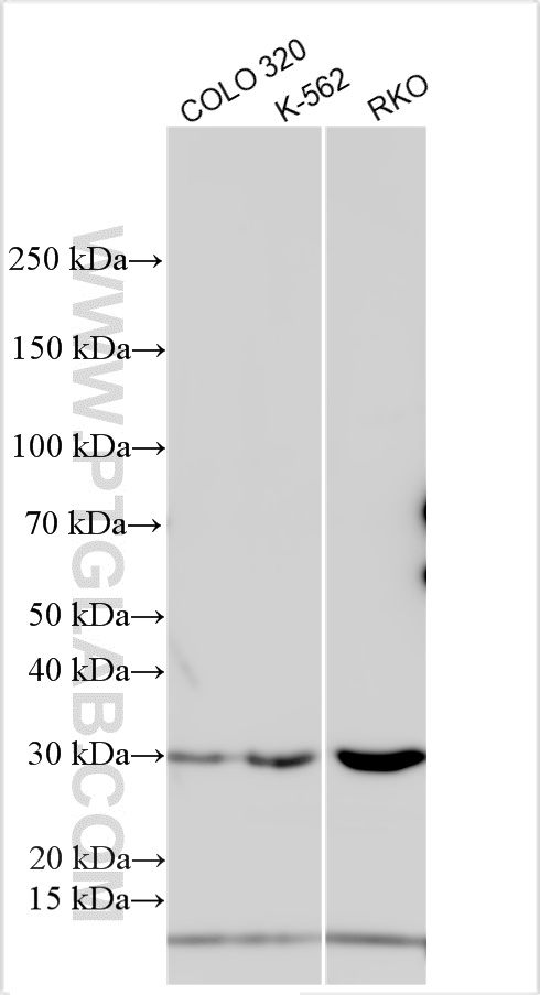 WB analysis using 26661-1-AP