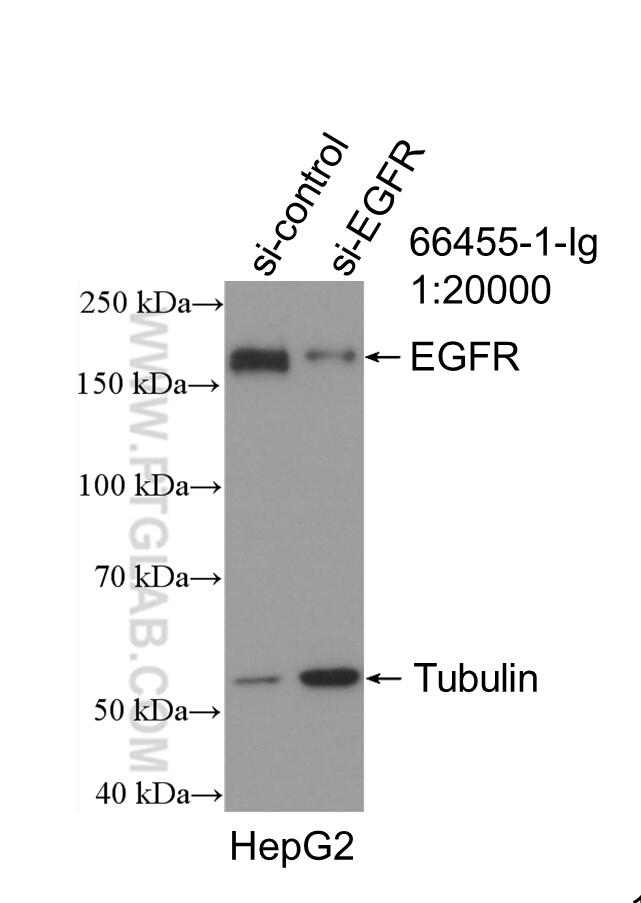 WB analysis of HepG2 using 66455-1-Ig