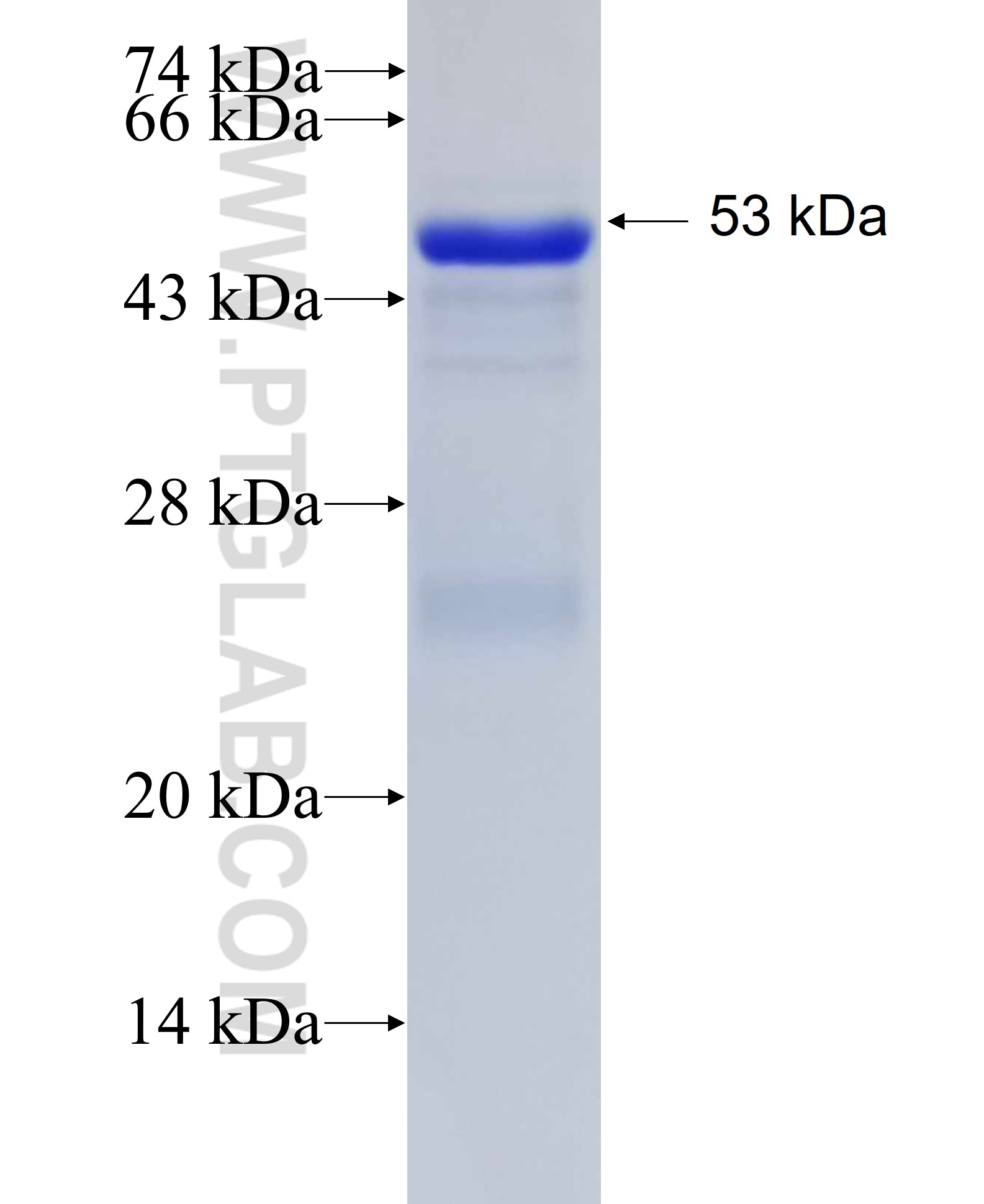 EGFR fusion protein Ag24943 SDS-PAGE