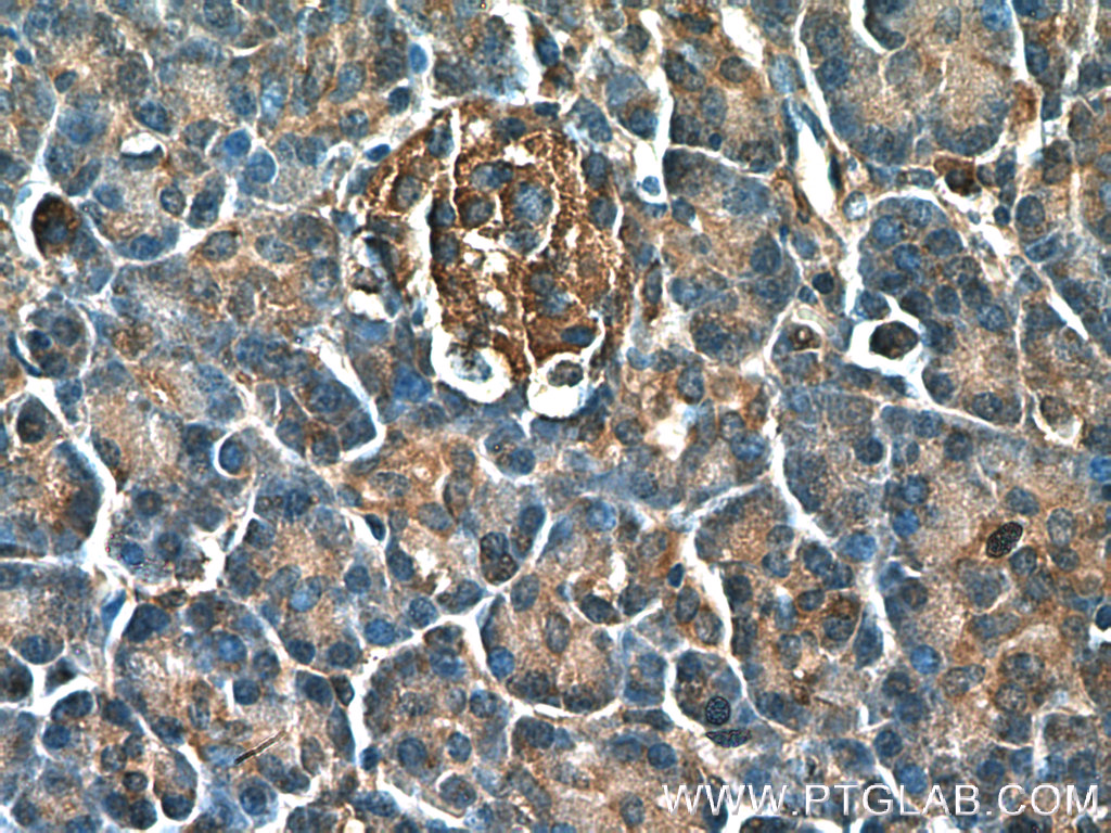 IHC staining of human pancreas using 20368-1-AP