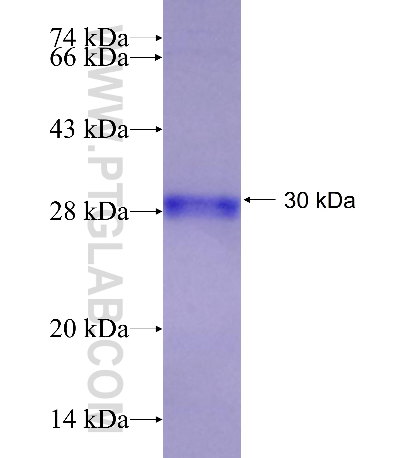 EGLN2 fusion protein Ag29619 SDS-PAGE