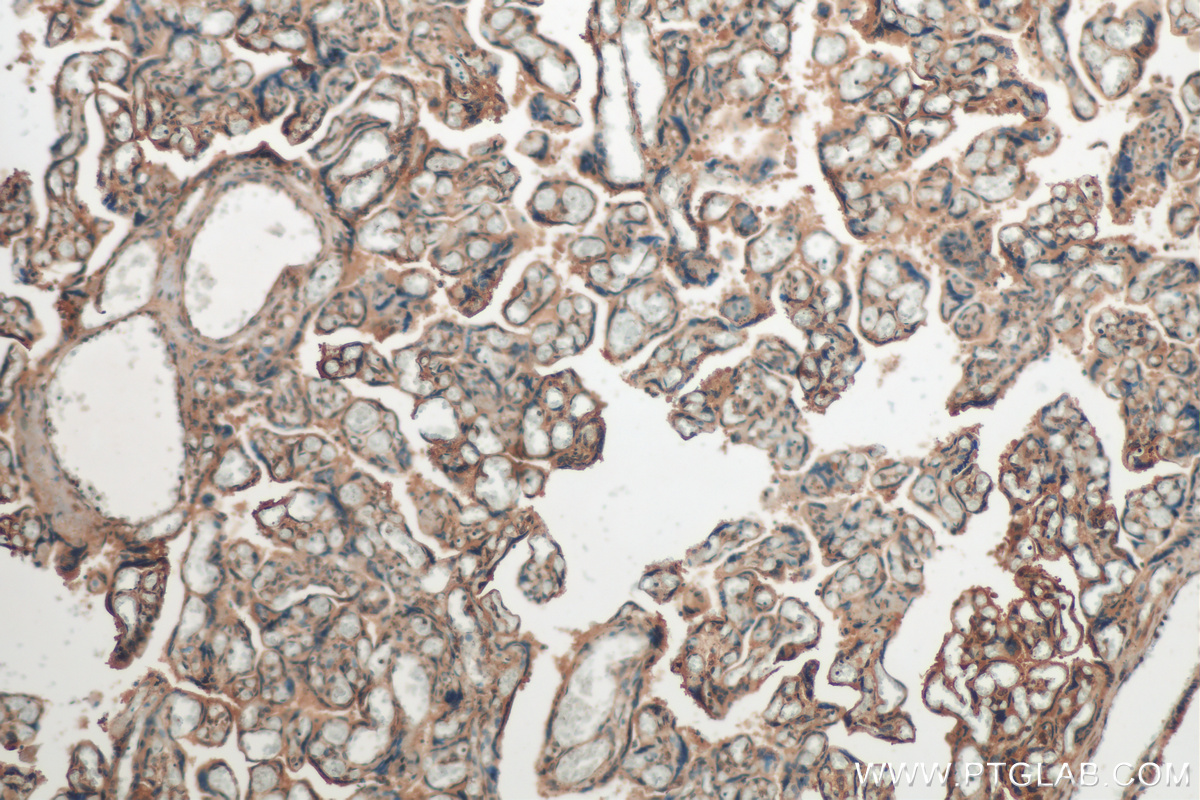 IHC staining of human placenta using 55117-1-AP