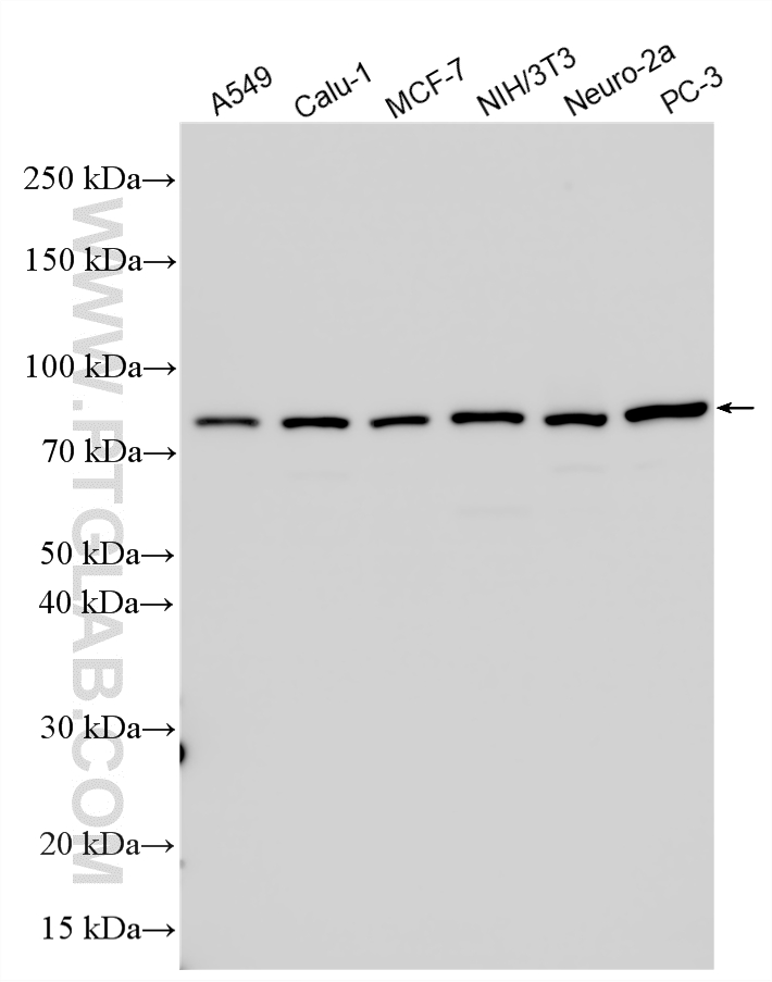 Various lysates were subjected to SDS PAGE followed by western blot with 55117-1-AP (EGR1 antibody) at dilution of 1:4000 incubated at room temperature for 1.5 hours. WB analysis using 55117-1-AP