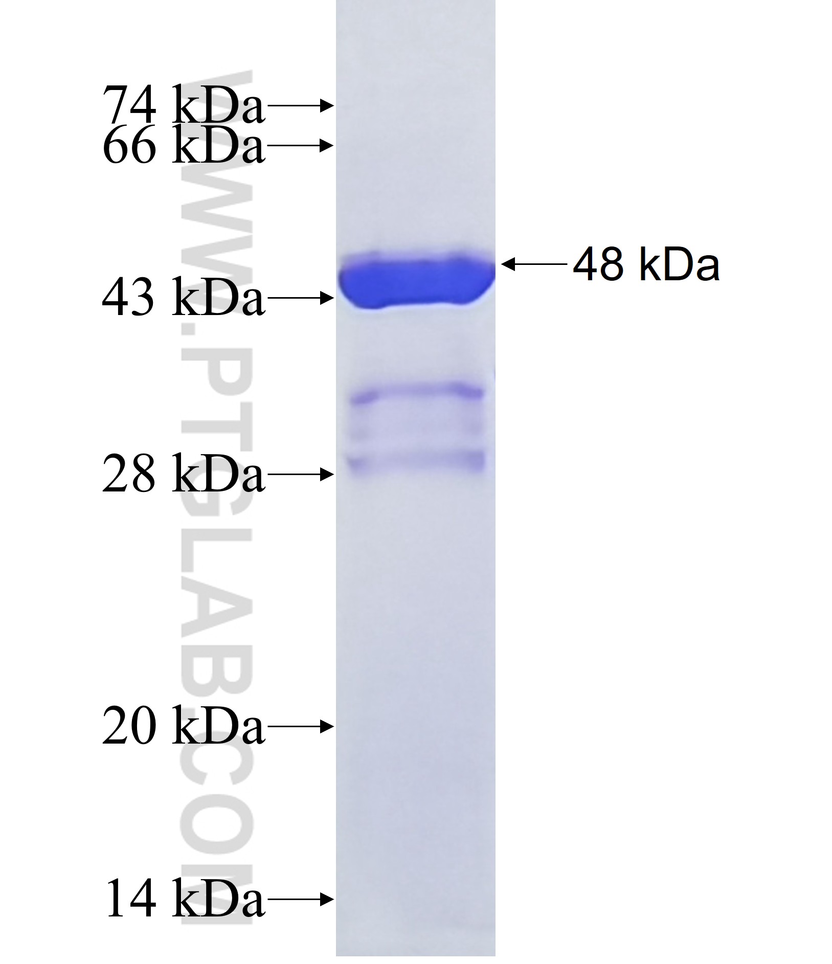 EGR2 fusion protein Ag40479 SDS-PAGE