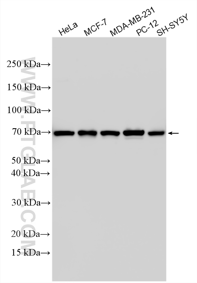 WB analysis using 27682-1-AP