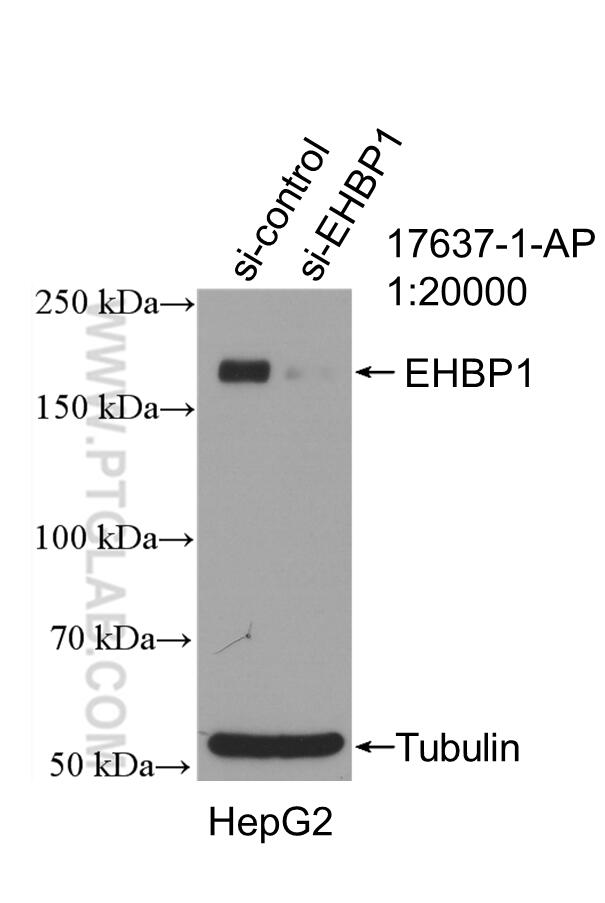 WB analysis of HepG2 using 17637-1-AP