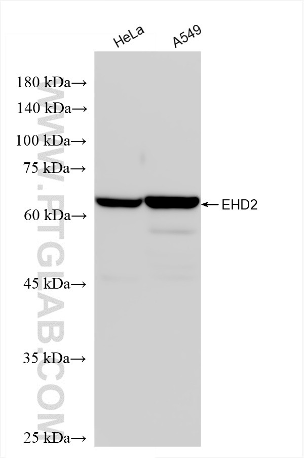 WB analysis using 85604-4-RR