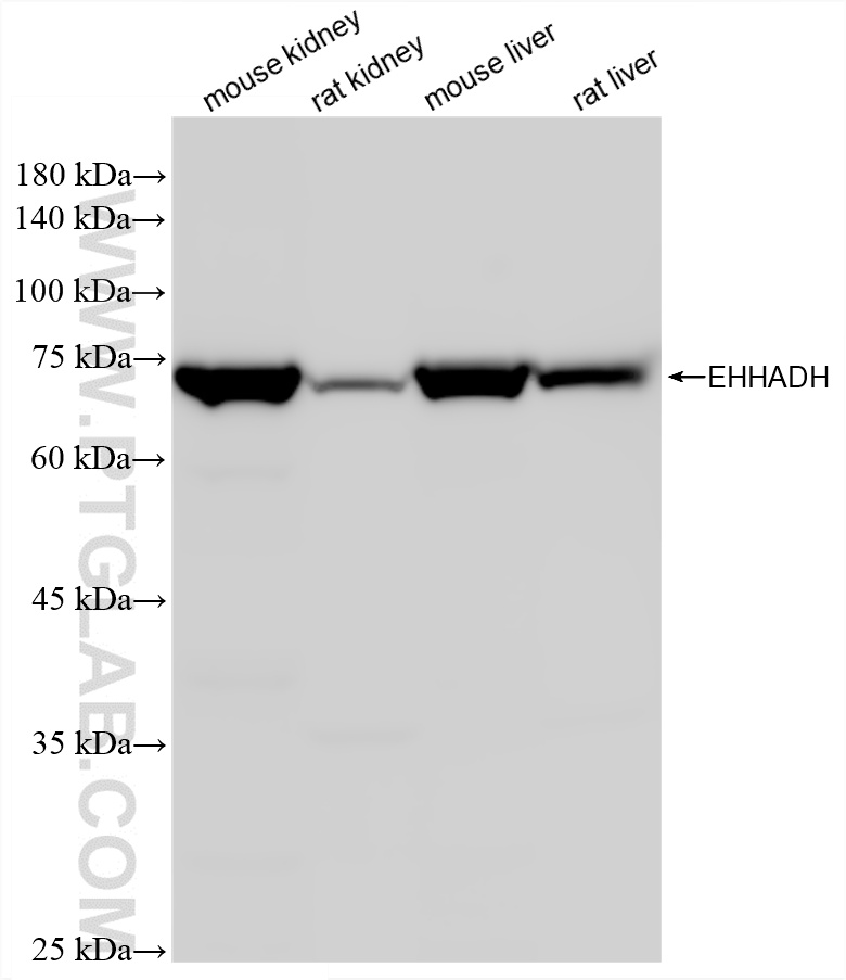 Various lysates were subjected to SDS PAGE followed by western blot with 87579-1-RR (EHHADH antibody) at dilution of 1:10000 incubated at room temperature for 1.5 hours. WB analysis using 87579-1-RR