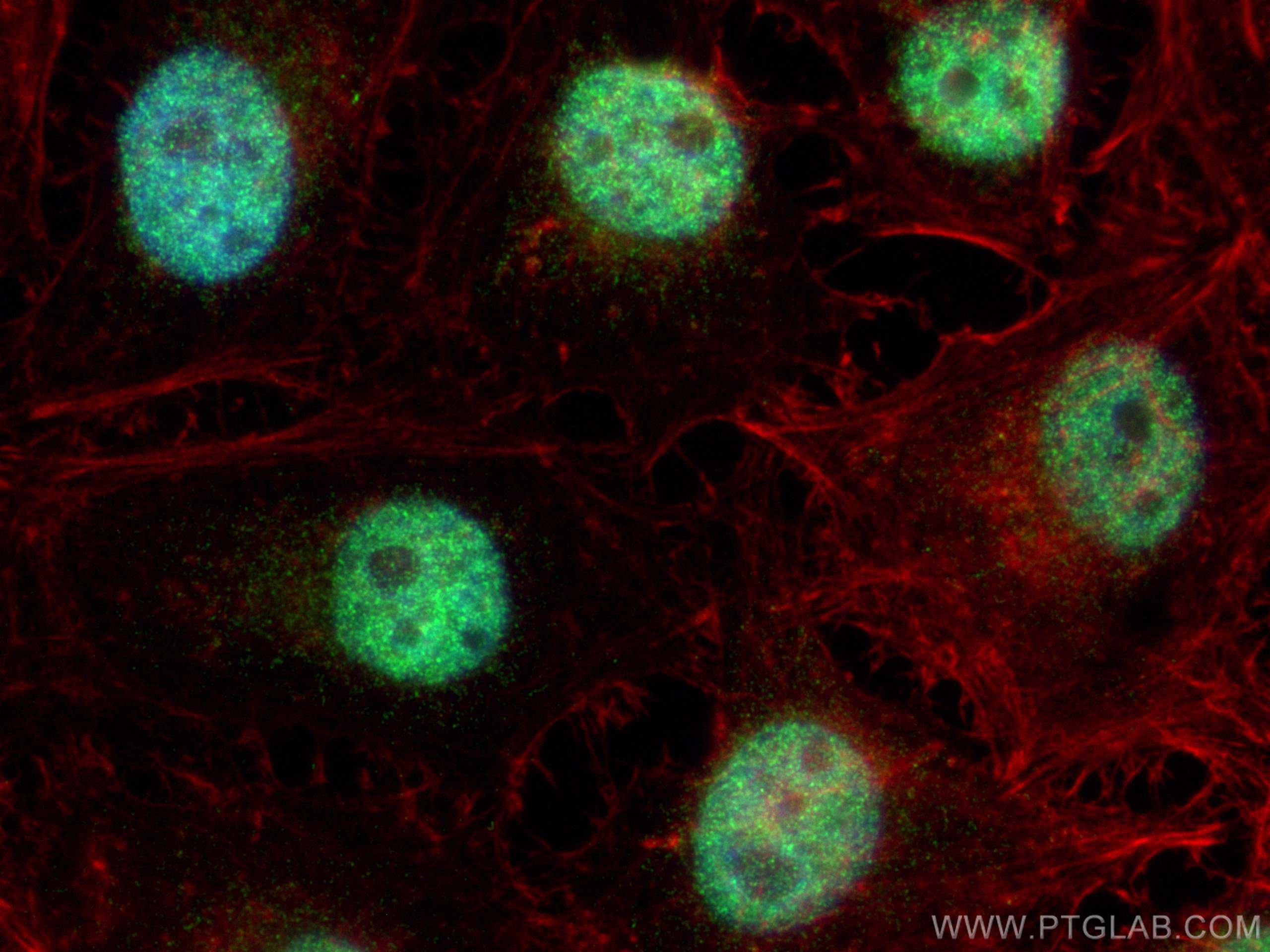 IF Staining of HeLa using 55436-1-AP