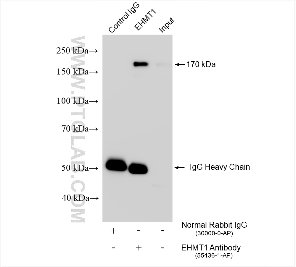 IP experiment of K-562 using 55436-1-AP