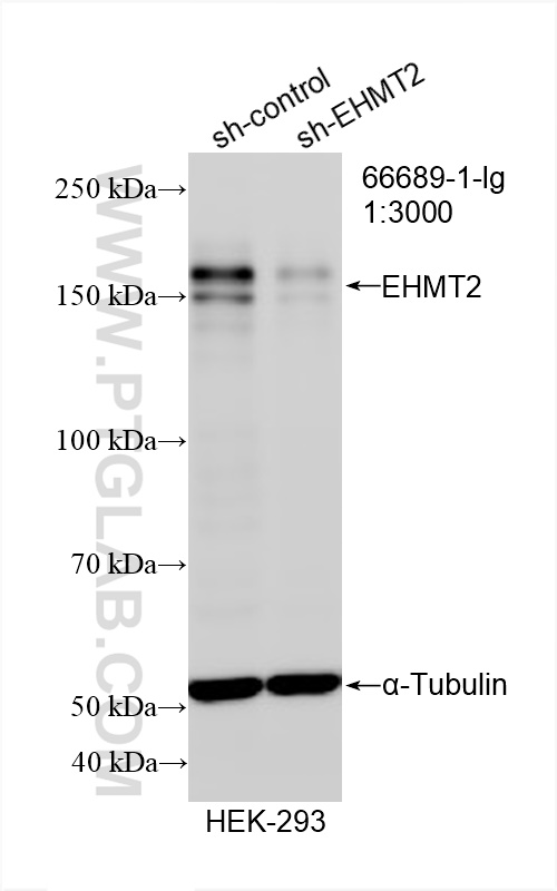 WB analysis of HEK-293 using 66689-1-Ig