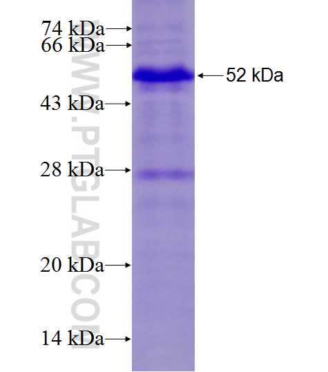 EHMT2 fusion protein Ag27477 SDS-PAGE