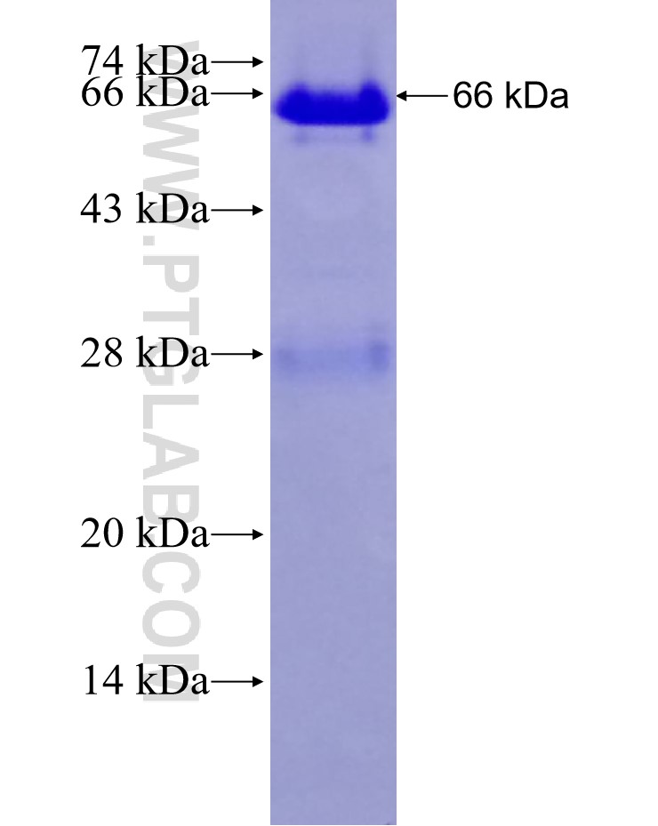EHMT2 fusion protein Ag29160 SDS-PAGE