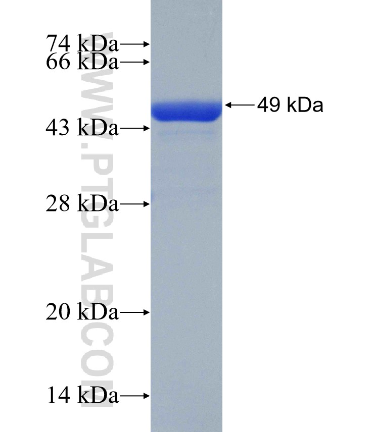 EID1 fusion protein Ag30503 SDS-PAGE EID1 fusion protein Ag30503 SDS-PAGE