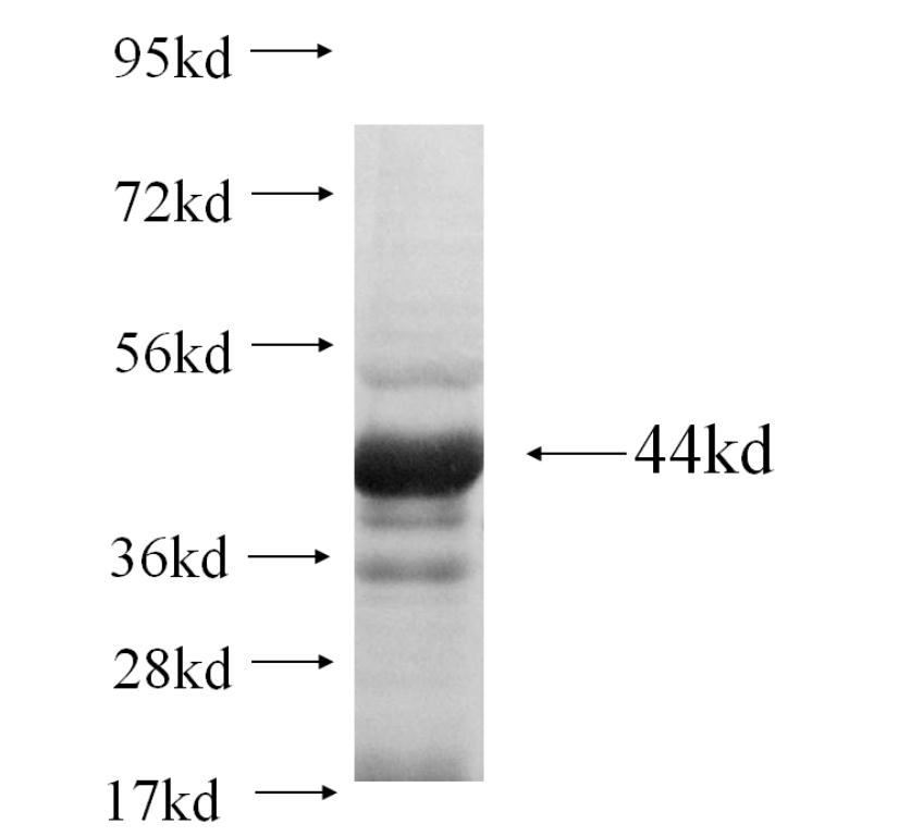 EID3 fusion protein Ag10916 SDS-PAGE