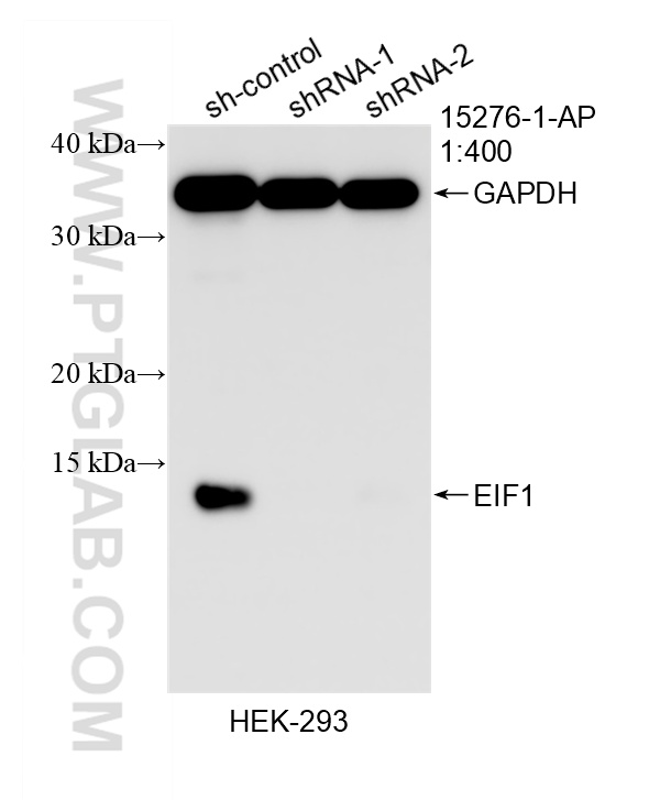 WB analysis of HEK-293 using 15276-1-AP