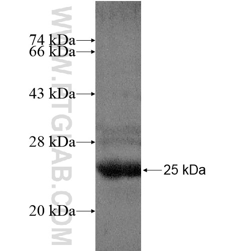 EIF1AD fusion protein Ag14990 SDS-PAGE EIF1AD fusion protein Ag14990 SDS-PAGE