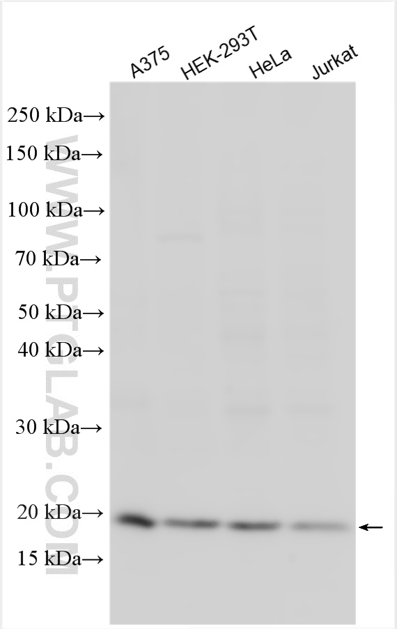 WB analysis using 11649-2-AP