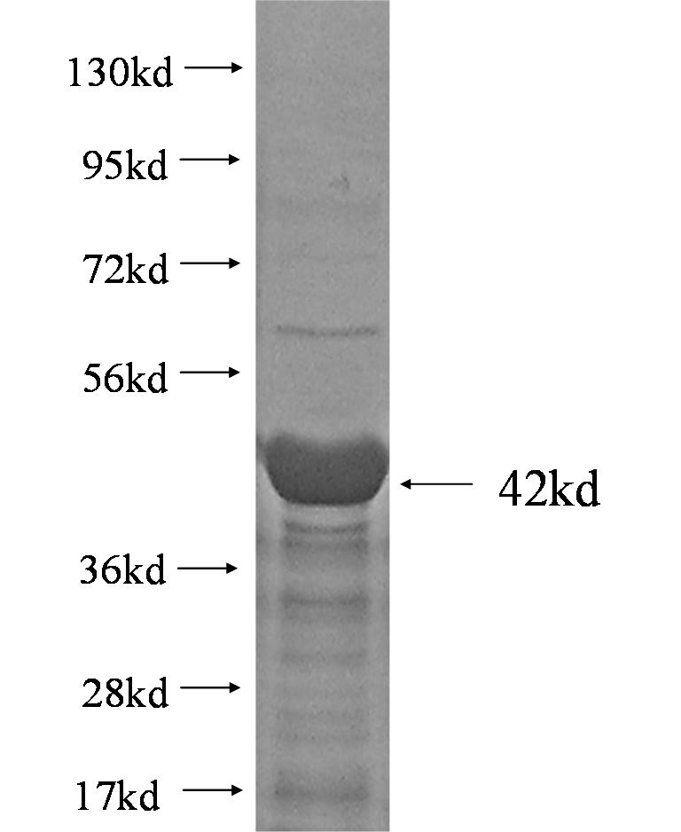 EIF1AX fusion protein Ag2248 SDS-PAGE