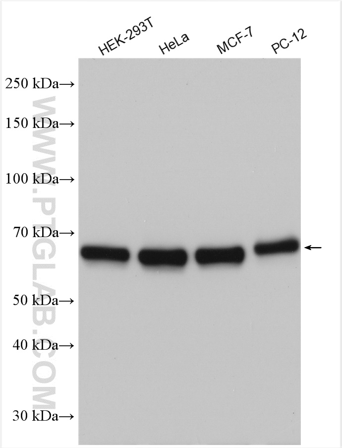 WB analysis using 11233-1-AP