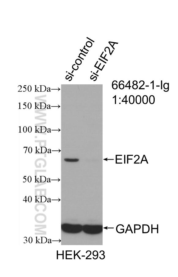 WB analysis of HEK-293 using 66482-1-Ig