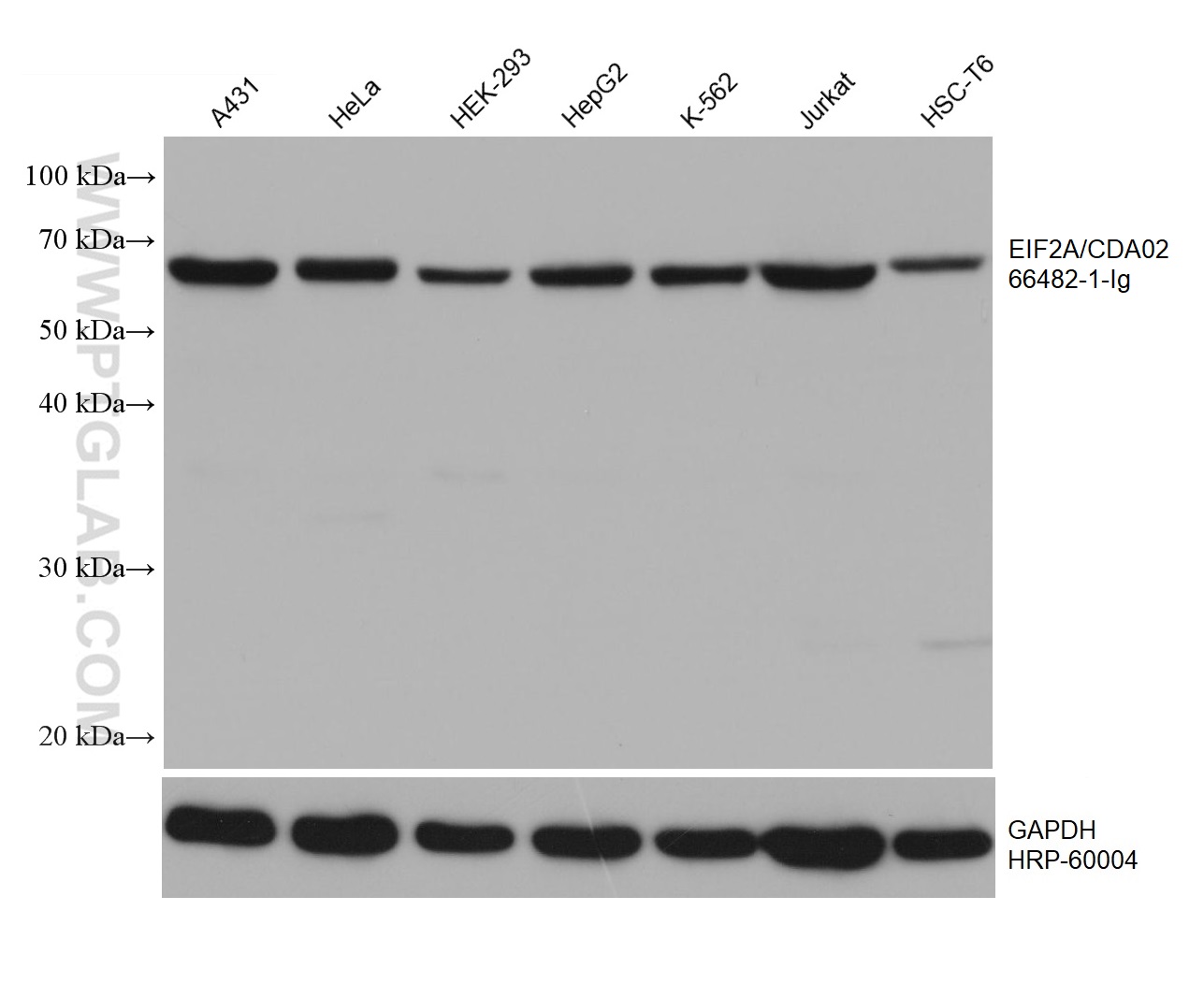 WB analysis using 66482-1-Ig (same clone as 66482-1-PBS)