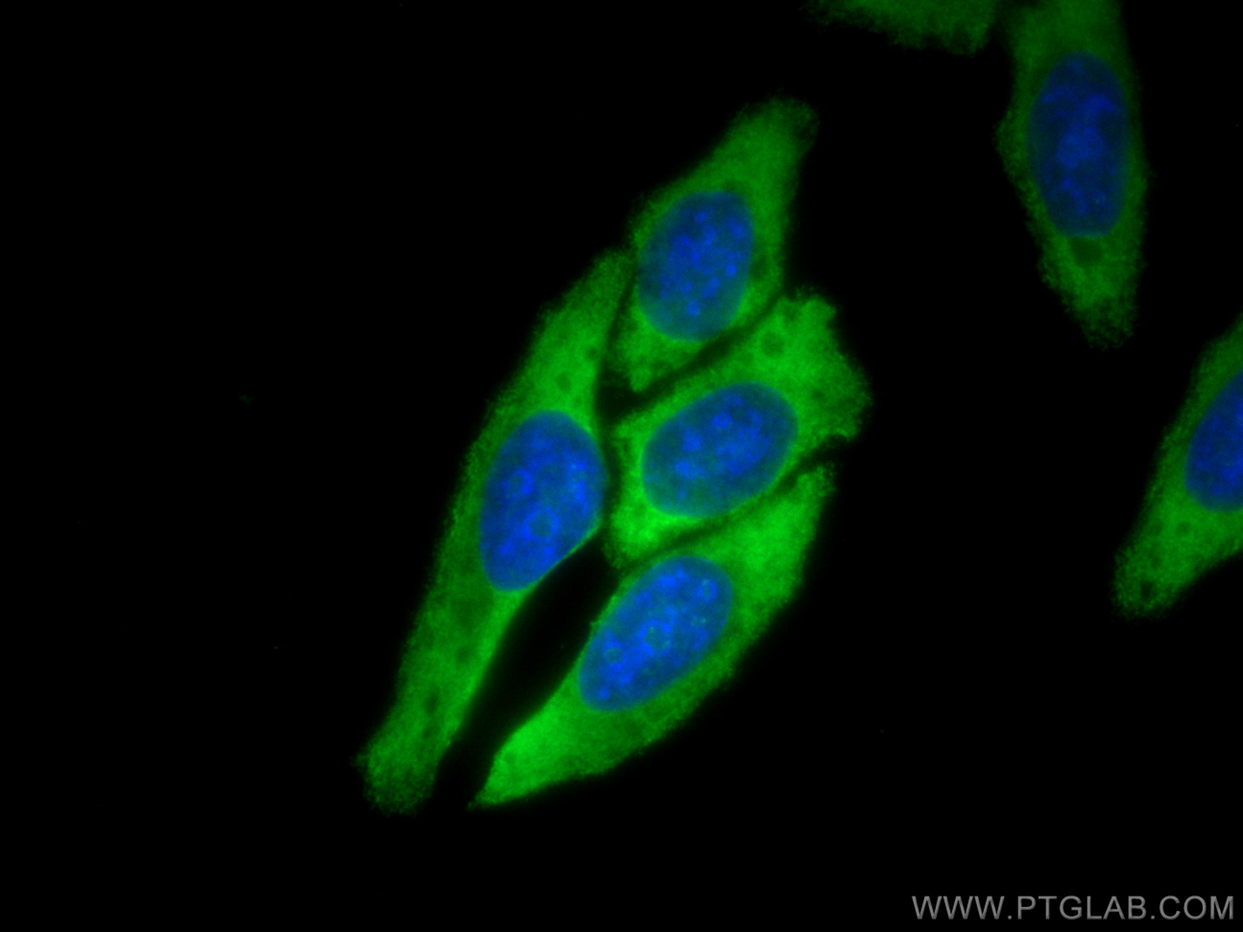 IF Staining of HepG2 using CL488-66482